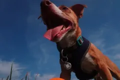 Bram Guarding His Ball