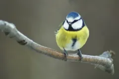 Blue-Tit-at-Ladybower