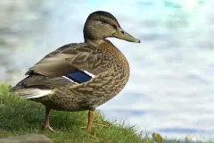 Duck by the pond at Longshaw