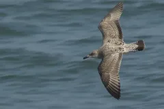 Seagull in Flight at Bridlington