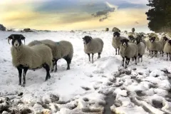 Winter-Sheep-at-Derwent-Valley